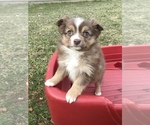 Small Photo #7 Miniature Australian Shepherd Puppy For Sale in BOWLING GREEN, KY, USA
