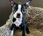 Puppy 3 Faux Frenchbo Bulldog-Unknown Mix