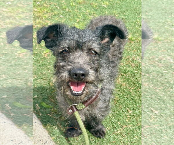Medium Photo #7 Mutt Puppy For Sale in Newport Beach, CA, USA