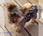 Small #3 Yorkshire Terrier