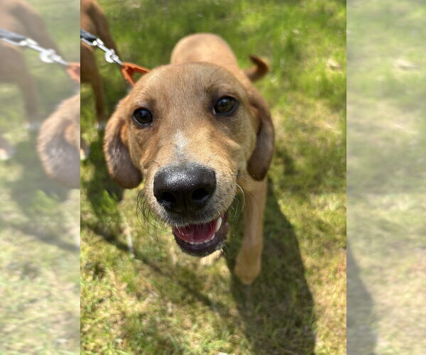 Medium Photo #3 Mutt Puppy For Sale in Boston, MA, USA