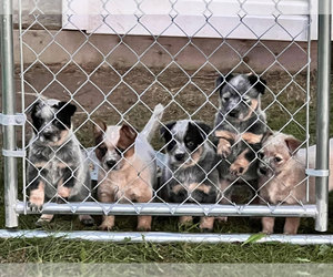 Australian Cattle Dog Puppy for Sale in APOLLO, Pennsylvania USA