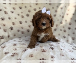 Cavapoo (Miniature) Puppy for sale in LAKELAND, FL, USA
