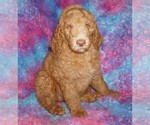 Small Labradoodle