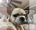 Small #1 French Bulldog
