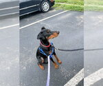 Small #2 Doberman Pinscher