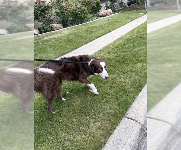 Medium Photo #1 Border Collie Puppy For Sale in West Valley, UT, USA