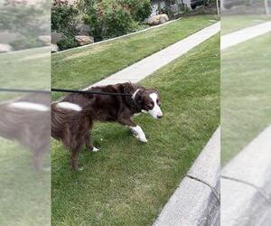 Border Collie Dogs for adoption in West Valley, UT, USA