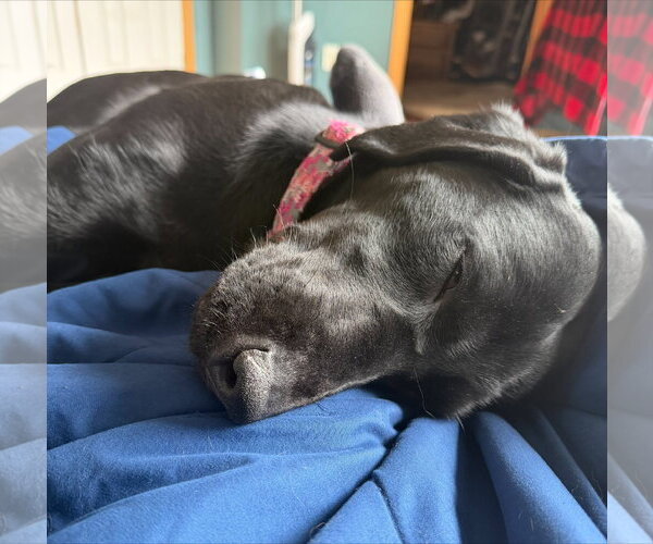 Medium Photo #5 Mutt Puppy For Sale in Farmington, MN, USA