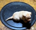 Puppy Blondie Labrador Retriever
