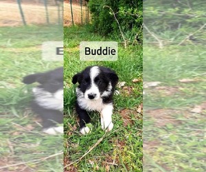 Border Collie Puppy for sale in CLARKRANGE, TN, USA