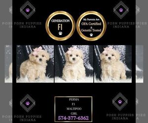 Maltipoo Puppy for sale in WARSAW, IN, USA