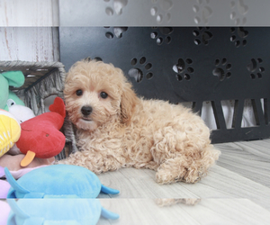 Poochon Puppy for sale in MARIETTA, GA, USA