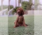 Small Photo #4 Vizsla Puppy For Sale in BAKERSFIELD, CA, USA