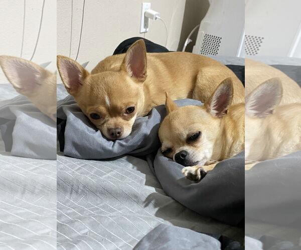 Medium Photo #4 Chihuahua Puppy For Sale in Seattle, WA, USA