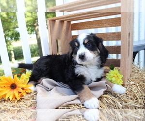 Miniature Bernedoodle Puppy for sale in SHILOH, OH, USA