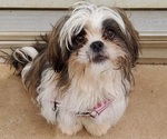 Puppy Thing 1 Shih Tzu