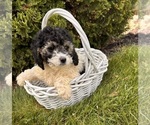 Small #1 Cockapoo