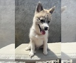 Small Photo #3 Pomsky Puppy For Sale in WEBSTER, FL, USA