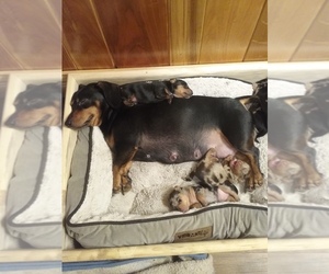 Mother of the Dachshund puppies born on 04/11/2022