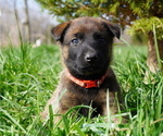 Small Photo #2 Belgian Malinois Puppy For Sale in WEST PLAINS, MO, USA