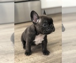 Small Photo #5 French Bulldog Puppy For Sale in HOLTSVILLE, NY, USA