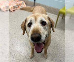 Labrador Retriever Dogs for adoption in Brighton, CO, USA