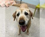 Small Labrador Retriever