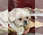 Small Photo #2 Shih Tzu-Unknown Mix Puppy For Sale in Crystal , MN, USA