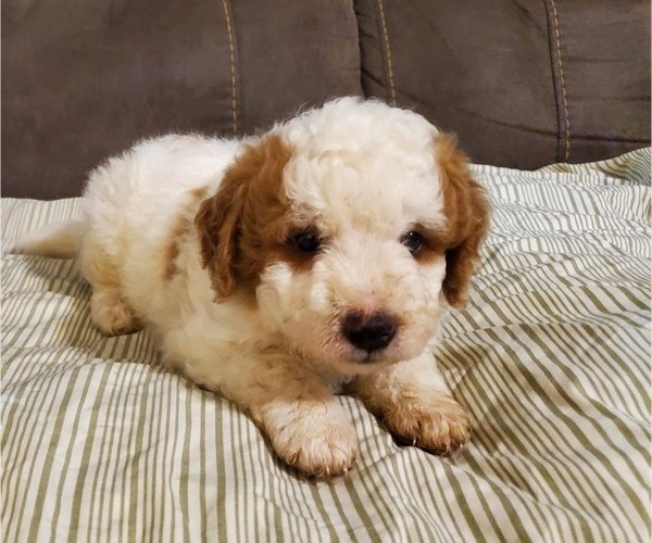 Medium Photo #2 Bernedoodle (Miniature) Puppy For Sale in LEETONIA, OH, USA