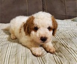 Small #1 Bernedoodle (Miniature)