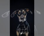 Small Photo #1 Doberman Pinscher-Labrador Retriever Mix Puppy For Sale in Tuscaloosa, AL, USA