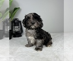 Small Photo #3 Cockapoo Puppy For Sale in FRANKLIN, IN, USA