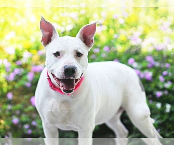 Medium Photo #2 American Staffordshire Terrier-Unknown Mix Puppy For Sale in Tavares, FL, USA