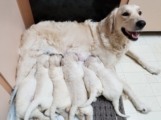 Mother of the Goldendoodle puppies born on 08/08/2018