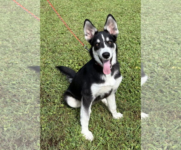 Medium Photo #4 Siberian Husky-Unknown Mix Puppy For Sale in Cumming, GA, USA