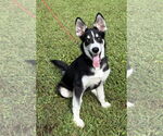 Small #3 Siberian Husky Mix