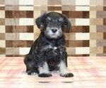 Small #3 Schnauzer (Miniature)