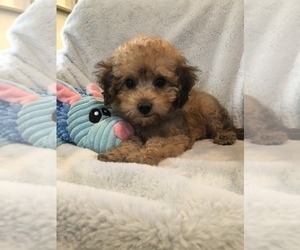 Goldendoodle Puppy for sale in SYLMAR, CA, USA