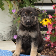 German Shepherd Dog Puppy for sale in GAP, PA, USA
