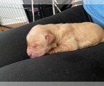 Small Photo #2 Golden Retriever Puppy For Sale in DAWSON, TX, USA