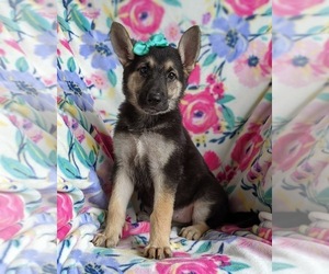 German Shepherd Dog Puppy for sale in OXFORD, PA, USA