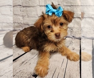 YorkiePoo Puppy for Sale in BLUE MOUND, Texas USA