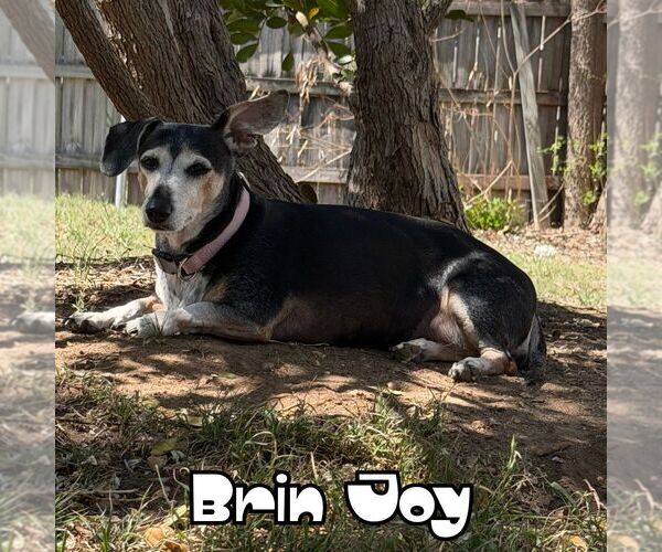 Medium Photo #9 Dachshund Puppy For Sale in San Antonio, TX, USA