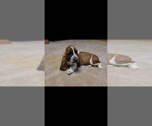 Basset Hound Puppy for sale in SALEM, WV, USA