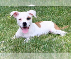 Boxer-Unknown Mix Dogs for adoption in Doylestown, PA, USA