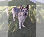 Small Mutt