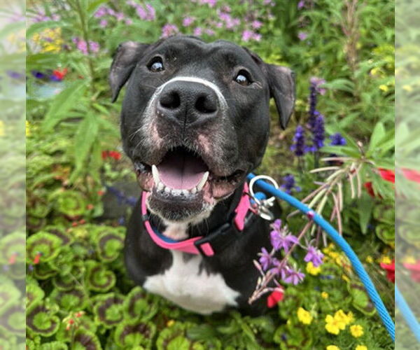 Medium Photo #2 American Pit Bull Terrier-Unknown Mix Puppy For Sale in Anchorage, AK, USA