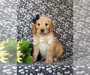 Goldendoodle (Miniature) Puppy for sale in QUARRYVILLE, PA, USA