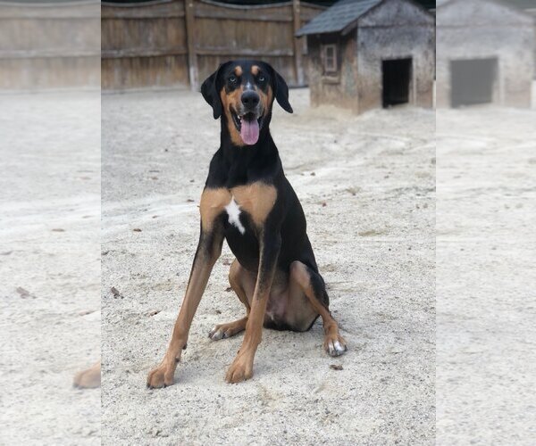 Medium Photo #8 Coonhound-Doberman Pinscher Mix Puppy For Sale in East Derry, NH, USA